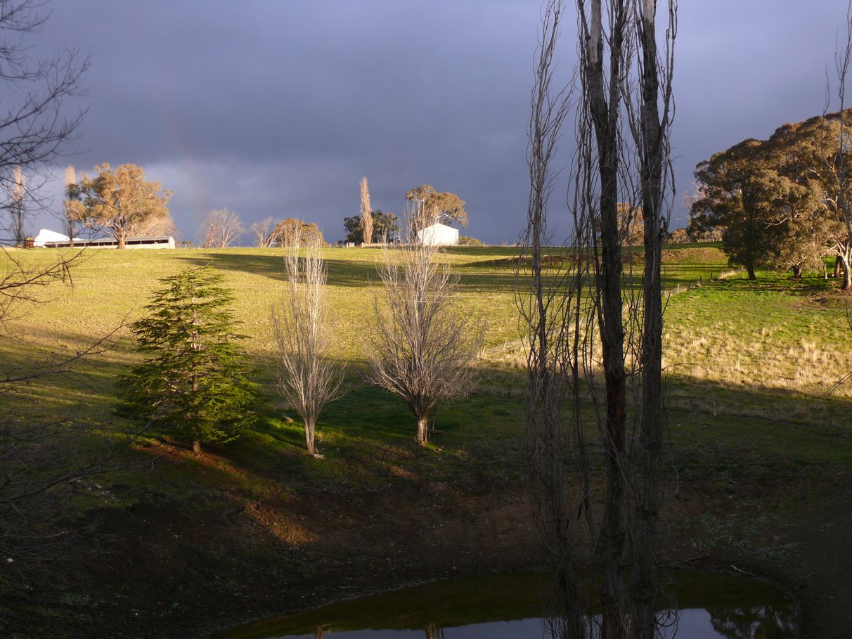 BUY 21 Fell Timber Road, Carcoar, NSW 2791 House for Sale buymyplace