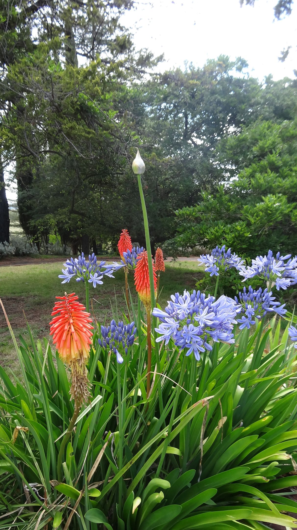 BUY 21 Fell Timber Road, Carcoar, NSW 2791 House for Sale buymyplace