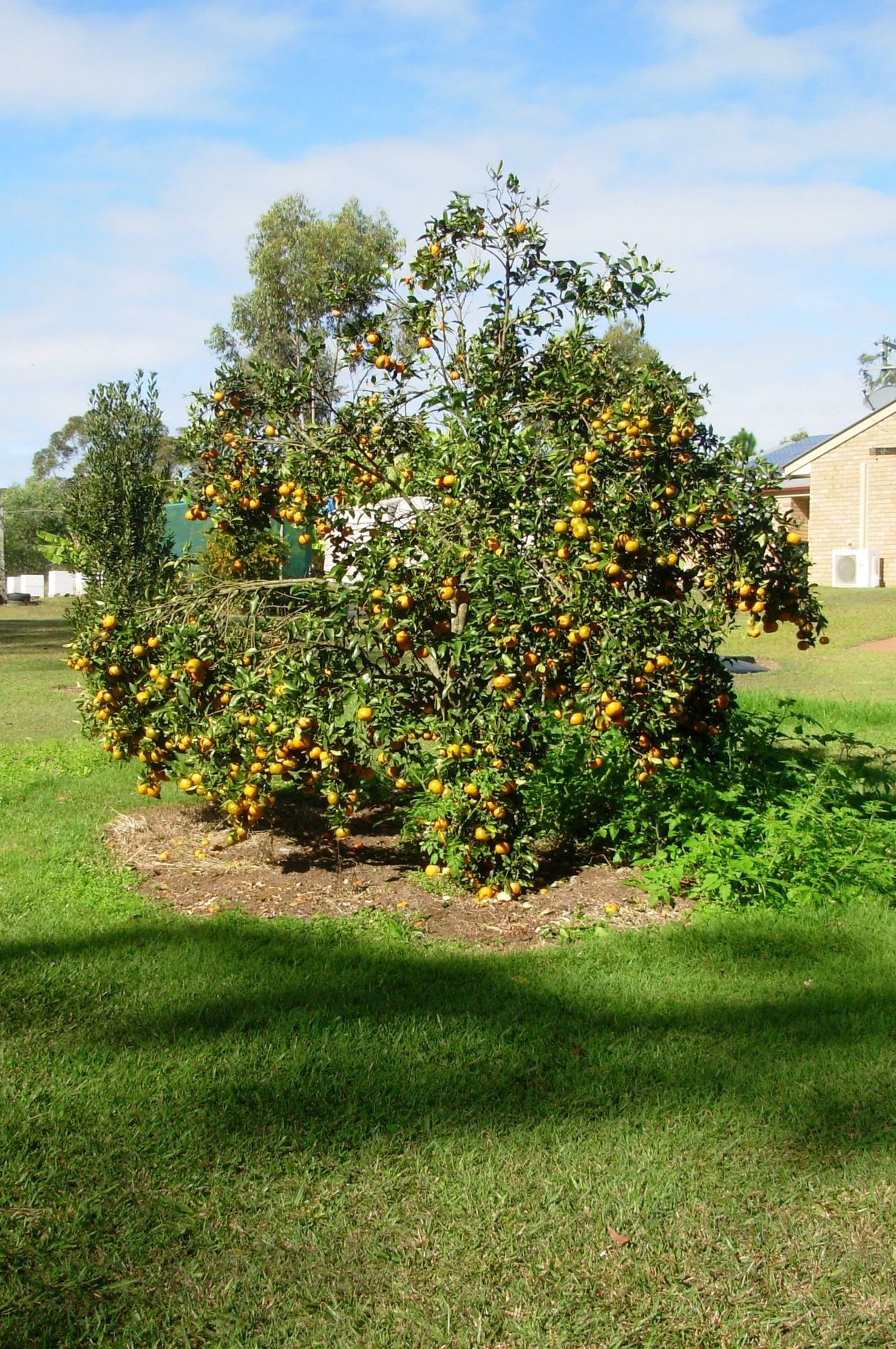 BUY 9 Park Drive, Ashby Heights, NSW 2463 House for Sale buymyplace