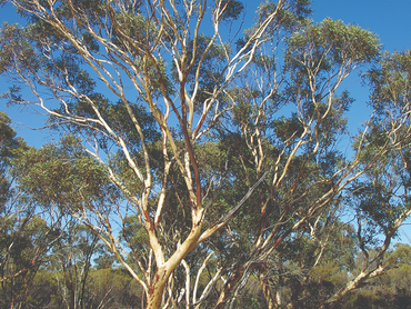 30 Kadnook Street, 30 Kadnook Street, VIC property photo