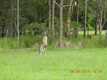 93 Boden Road, 93 Boden Road, QLD property photo